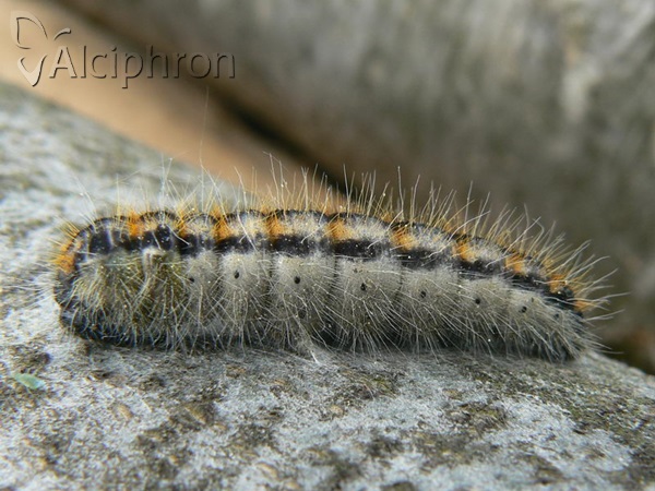 Aporia crataegi