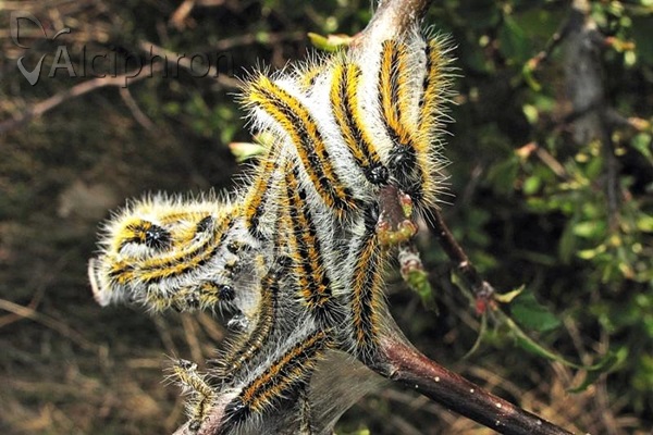 Aporia crataegi