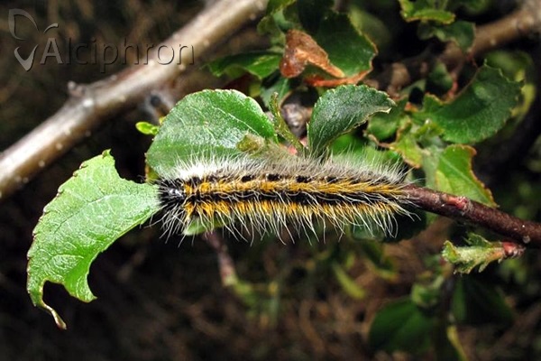Aporia crataegi