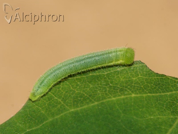 Leptidea sinapis