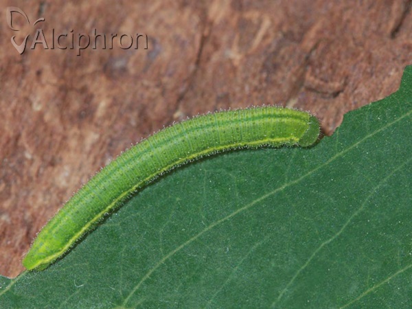 Leptidea sinapis