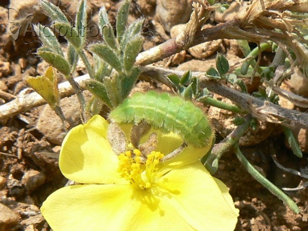 Polyommatus icarus