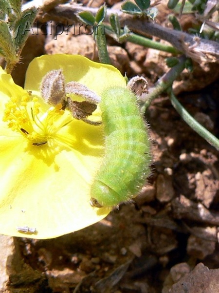 Polyommatus icarus