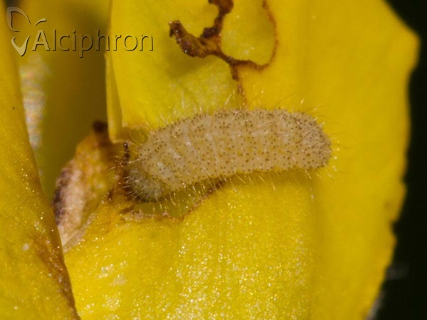 Polyommatus eros
