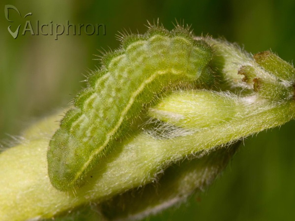 Polyommatus eros