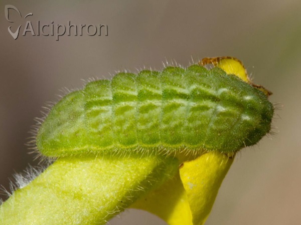 Polyommatus eros