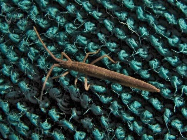 Chorosoma schillingii