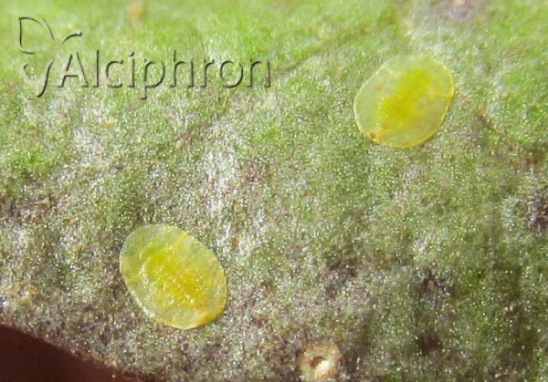 Dialeurodes citri
