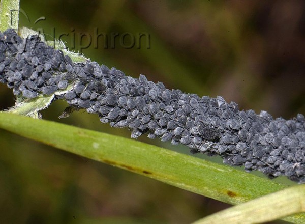 Aphis craccae