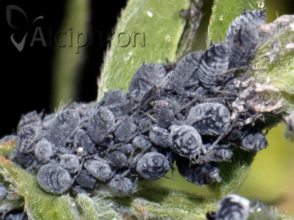 Aphis craccae