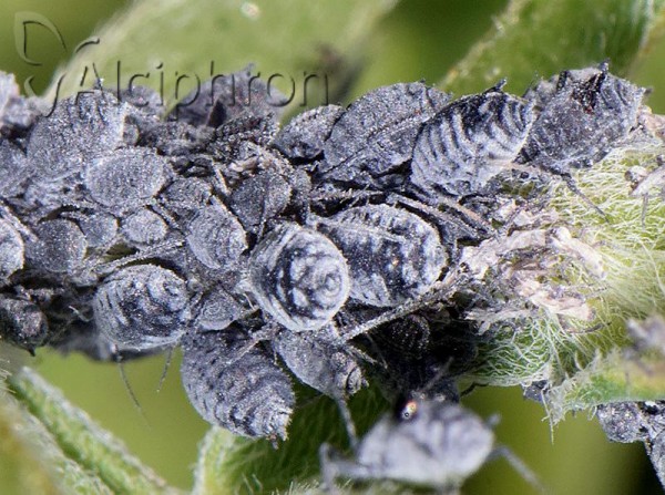 Aphis craccae