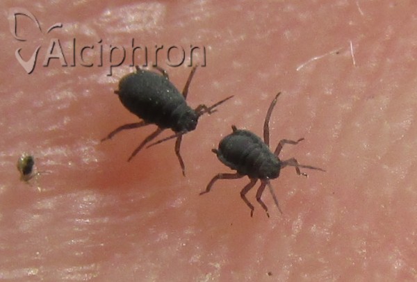 Aphis viburni
