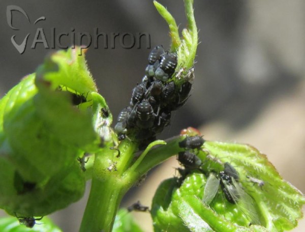 Aphis viburni