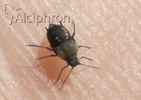 Aphis viburni