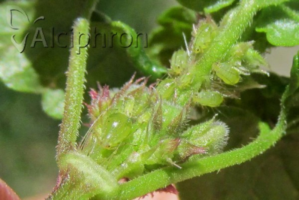 Aulacorthum solani