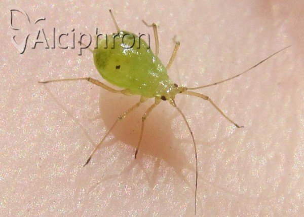 Aulacorthum solani