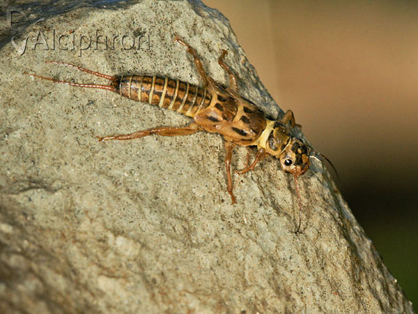 Isoperla grammatica