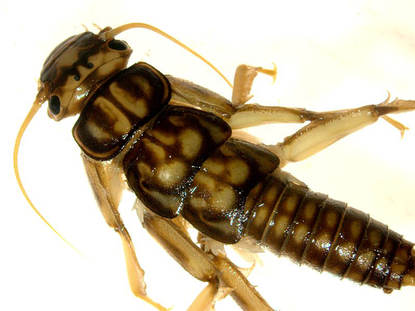 Perla bipunctata