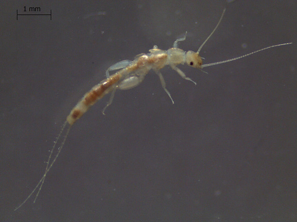 Capnia bifrons
