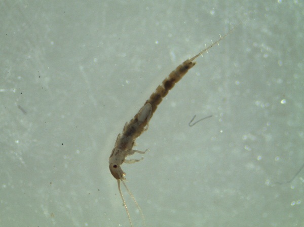 Leuctra moselyi