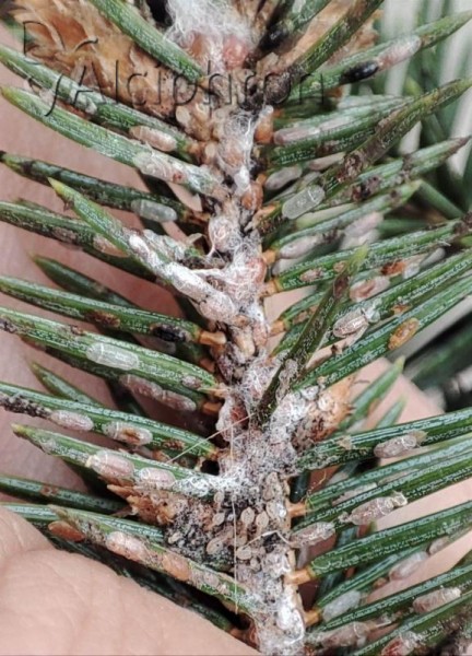 Physokermes hemicryphus