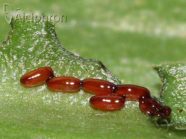 Lilioceris lilii