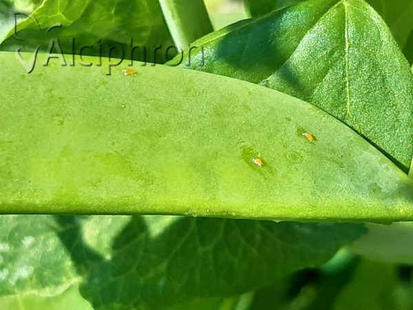 Bruchus pisorum