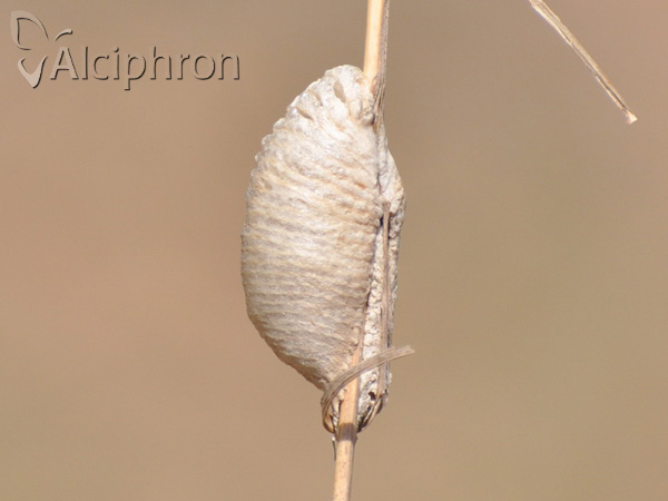Mantis religiosa
