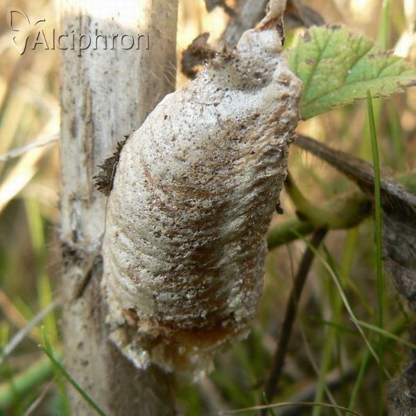 Mantis religiosa