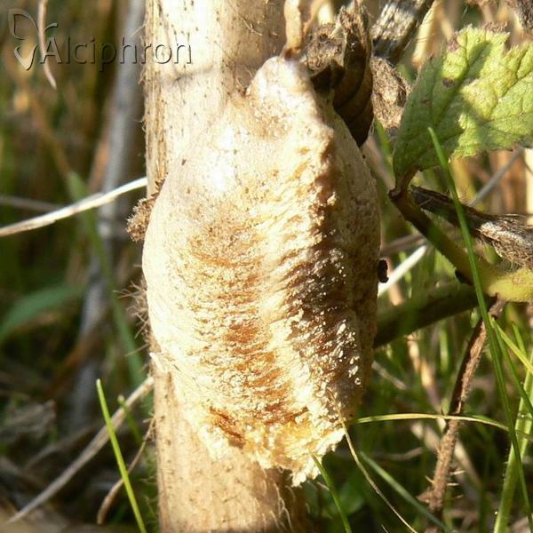 Mantis religiosa
