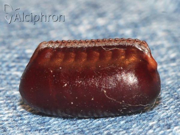 Blatta orientalis