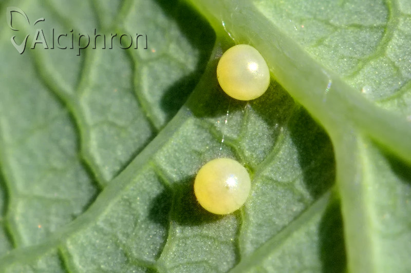 Zerynthia polyxena