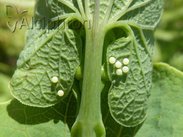 Zerynthia polyxena