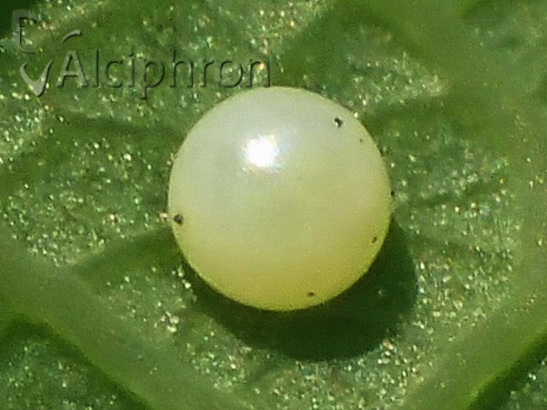 Zerynthia polyxena