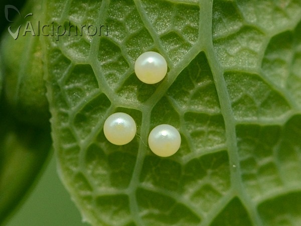 Zerynthia polyxena
