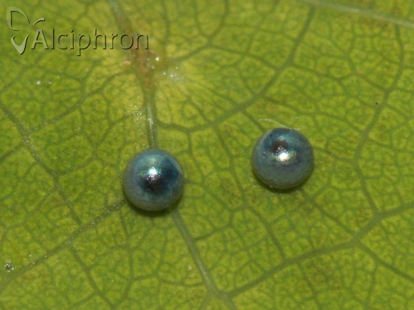 Zerynthia polyxena