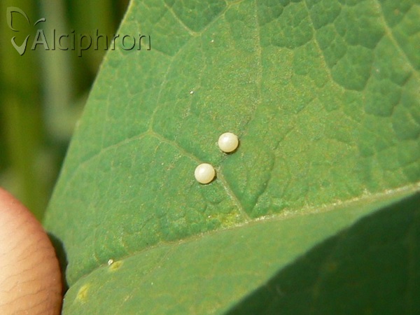 Zerynthia polyxena