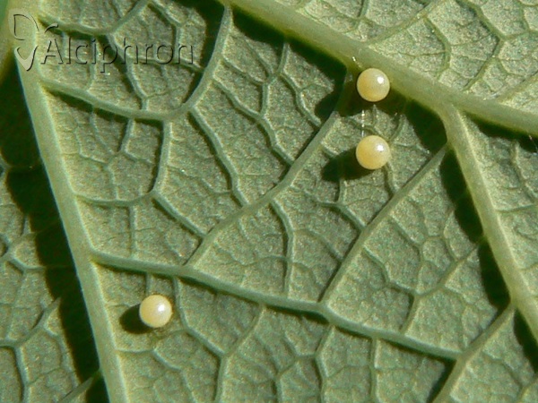 Zerynthia polyxena