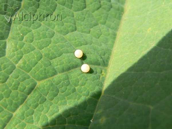 Zerynthia polyxena