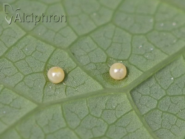 Zerynthia polyxena