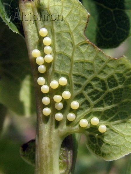 Zerynthia polyxena