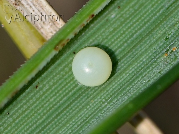 Ochlodes sylvanus