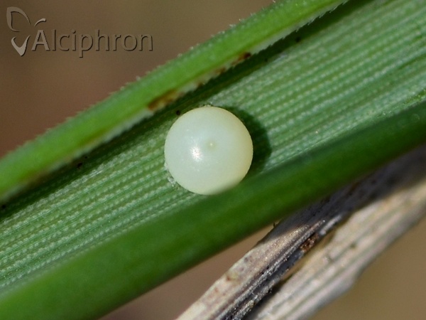 Ochlodes sylvanus