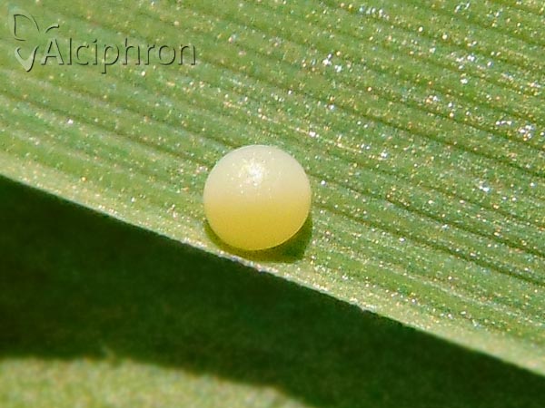 Ochlodes sylvanus