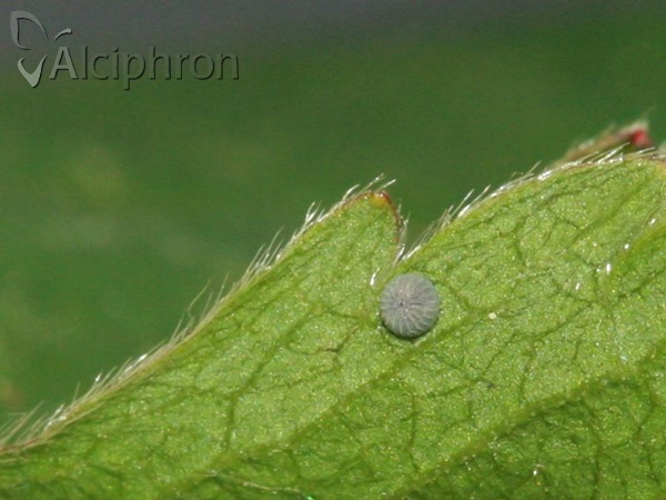 Pyrgus malvae