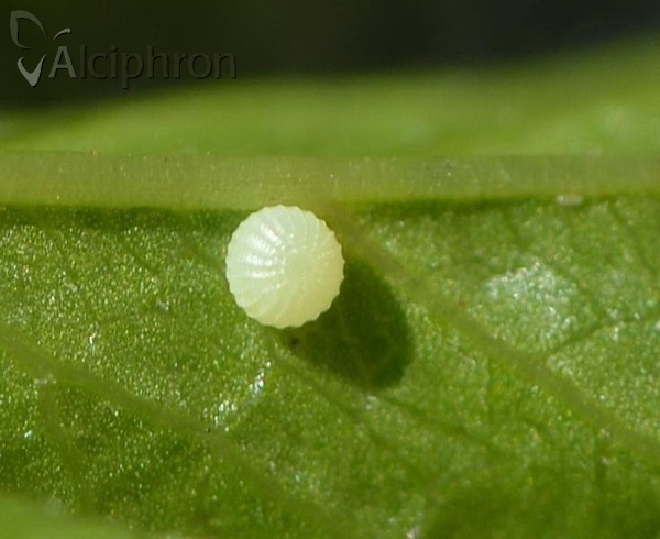 Pyrgus malvae