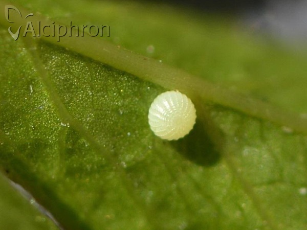 Pyrgus malvae