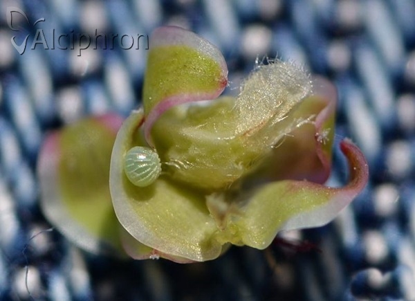 Spialia orbifer