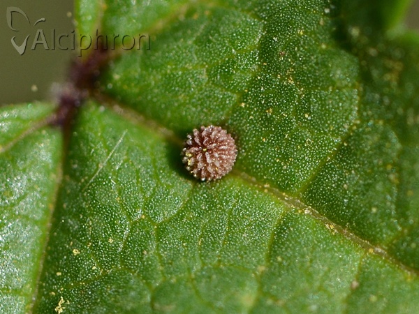 Carcharodus alceae