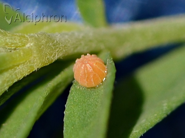 Erynnis tages
